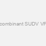 Recombinant SUDV VP40